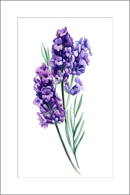 Купить и печать на заказ Картины, фото с паспарту Букет лаванды
