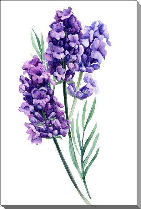 Картины на холсте Bouquet of lavender