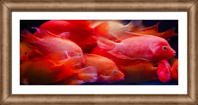 Купить и печать на заказ Репродукции картин Красные рыбки