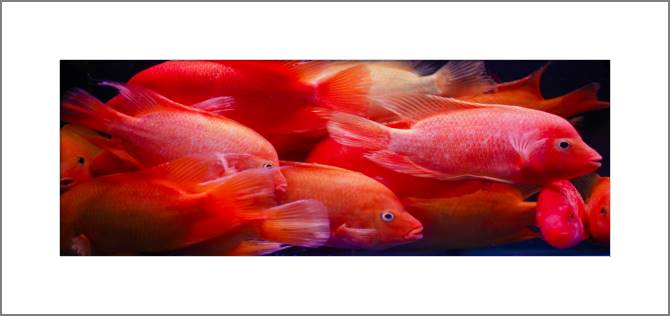Картины, фото с паспарту Red fish