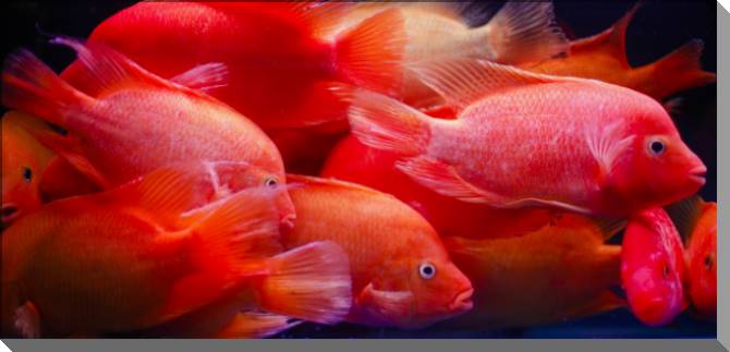 Купить и печать на заказ Картины на пластике, пеноркартоне Красные рыбки