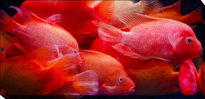 Paintings on canvas Red fish