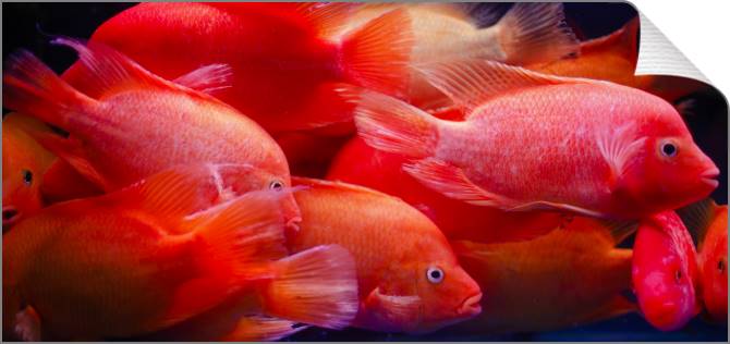 Купить и печать на заказ Картины на холсте Красные рыбки