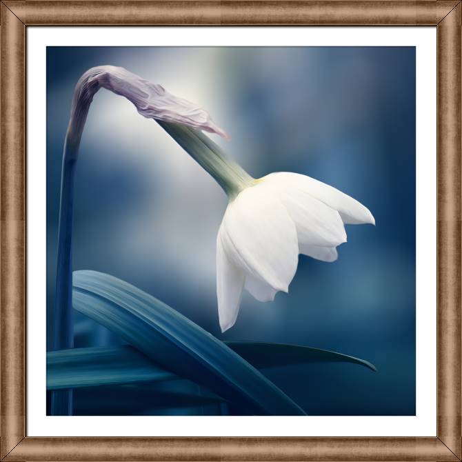 Купить и печать на заказ Картины в рамке, багете Нежный нарцисс на синем фоне