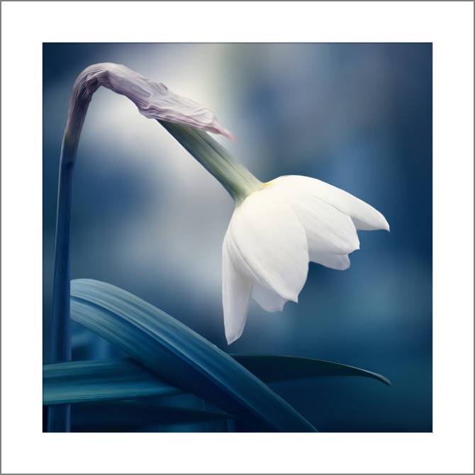 Картины, фото с паспарту Delicate Narcissus on blue background