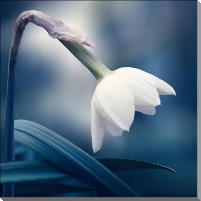 Купить и печать на заказ Картины на пластике, пеноркартоне Нежный нарцисс на синем фоне