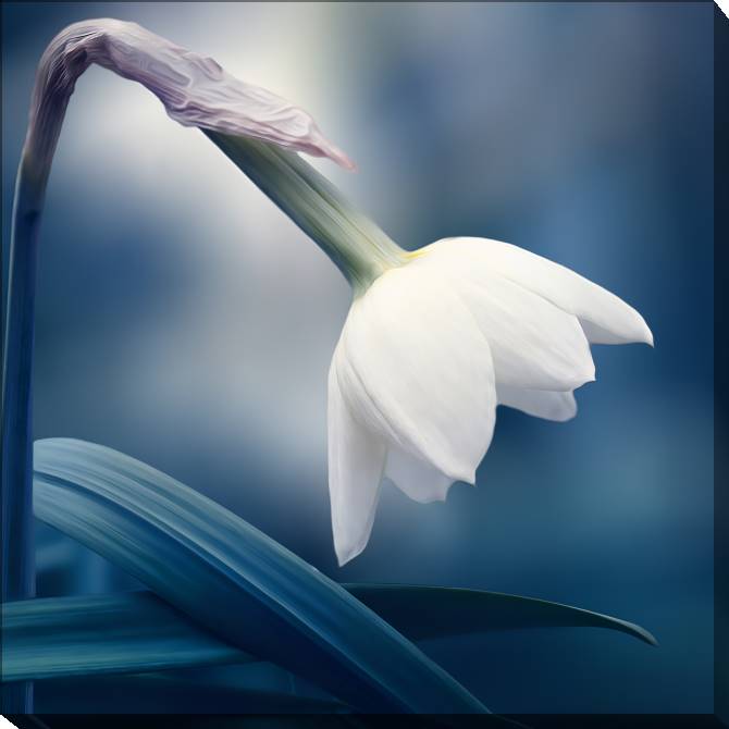 Купить и печать на заказ Картины на холсте Нежный нарцисс на синем фоне