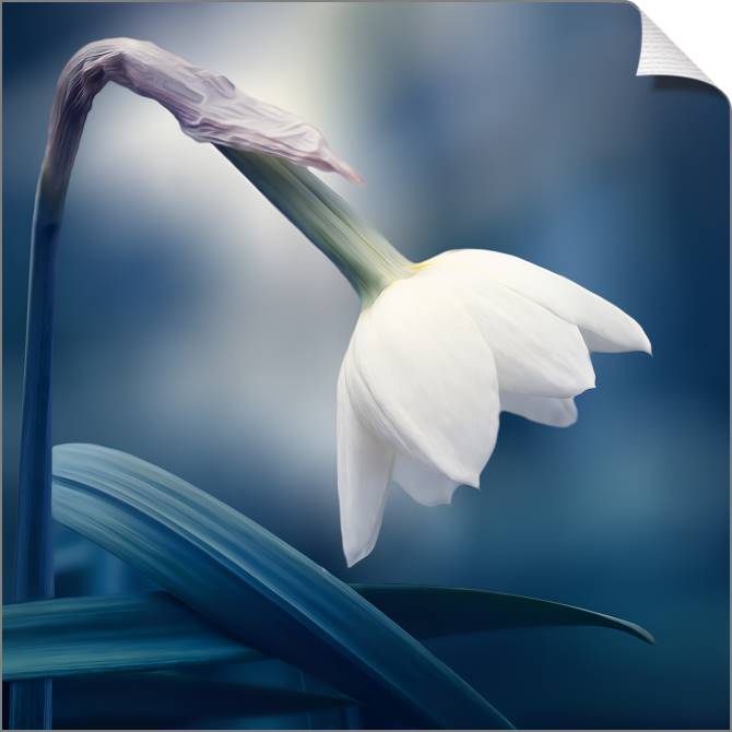 Купить и печать на заказ Картины на холсте Нежный нарцисс на синем фоне