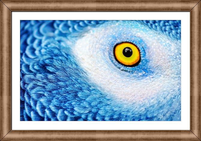 Купить и печать на заказ Картины в рамке, багете Глаз попугая фото