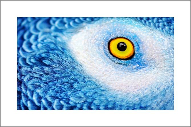 Картины, фото с паспарту The eye of the parrot photo