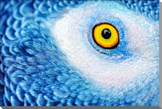 Купить и печать на заказ Картины на пластике, пеноркартоне Глаз попугая фото