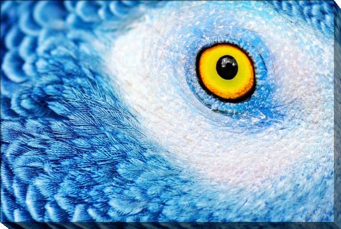 Paintings on canvas The eye of the parrot photo