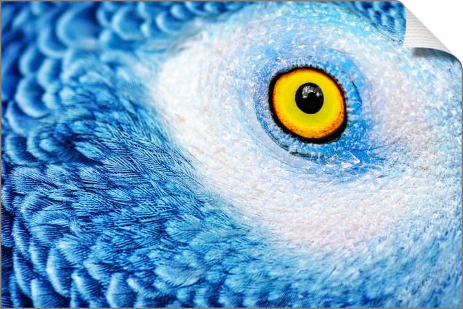 Купить и печать на заказ Картины на холсте Глаз попугая фото