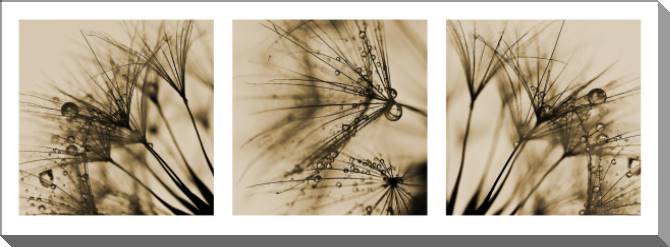 Купить и печать на заказ Картины на пластике, пеноркартоне Фрагменты одуванчиков