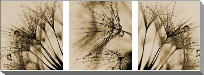 Paintings on canvas Fragments of dandelions