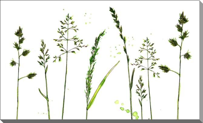 Купить и печать на заказ Картины на пластике, пеноркартоне Трава на белом фоне