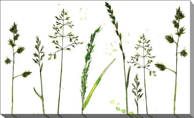 Купить и печать на заказ Картины на холсте Трава на белом фоне