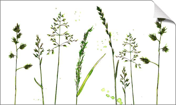 Картины на холсте Grass on white background