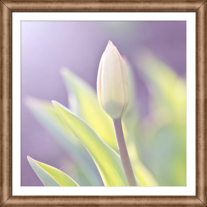 Картины в рамке, багете The Bud tender in the background