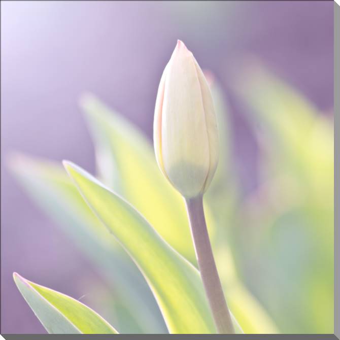 Купить и печать на заказ Картины на пластике, пеноркартоне Бутон на нежном фоне