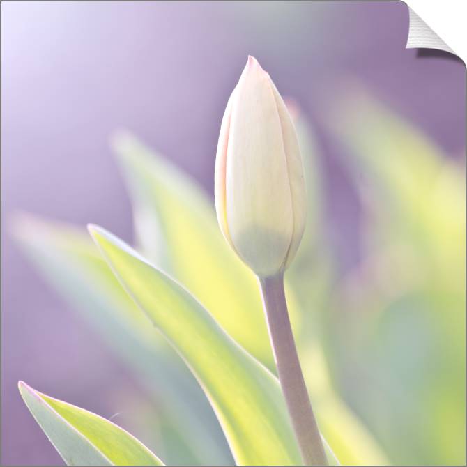 Купить и печать на заказ Картины на холсте Бутон на нежном фоне