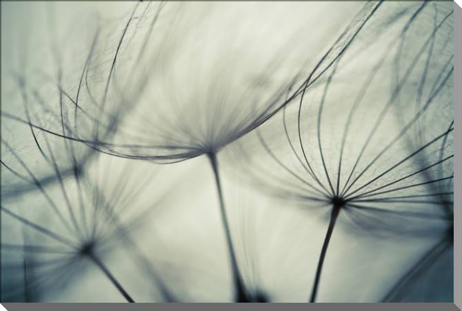 Купить и печать на заказ Картины на пластике, пеноркартоне Элементы одуванчиков крупным планом