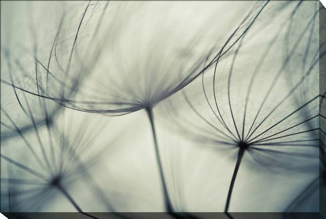Paintings on canvas Elements dandelion closeup