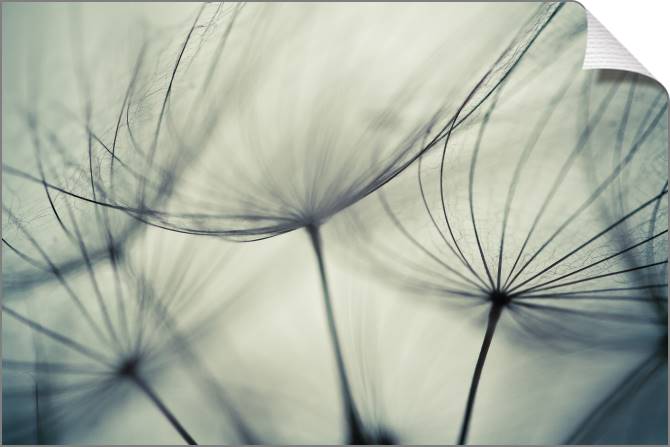 Купить и печать на заказ Картины на холсте Элементы одуванчиков крупным планом