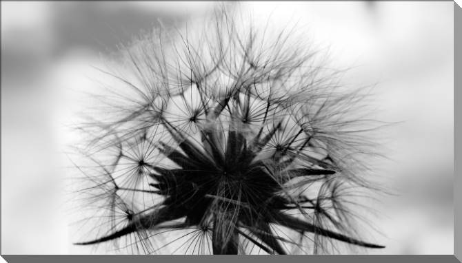 Купить и печать на заказ Картины на пластике, пеноркартоне Черно-белое фото одуванчика