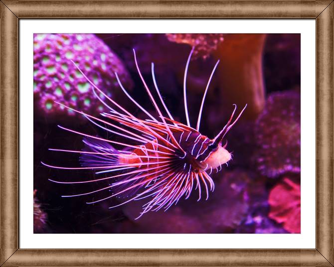 Купить и печать на заказ Картины в рамке, багете Экзотическая рыба в коралловых рифах