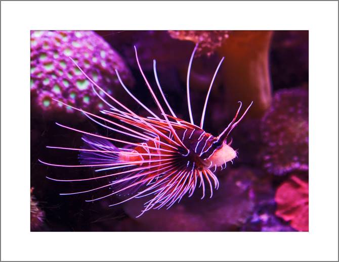 Paintings, photos from Passepartout Exotic fish in the coral reefs