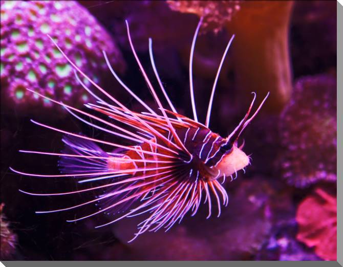 Купить и печать на заказ Картины на пластике, пеноркартоне Экзотическая рыба в коралловых рифах