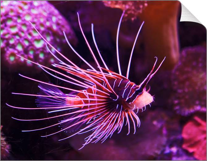 Купить и печать на заказ Картины на холсте Экзотическая рыба в коралловых рифах