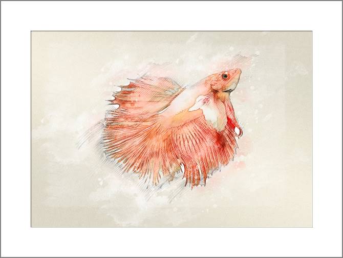 Paintings, photos from Passepartout Rumble fish