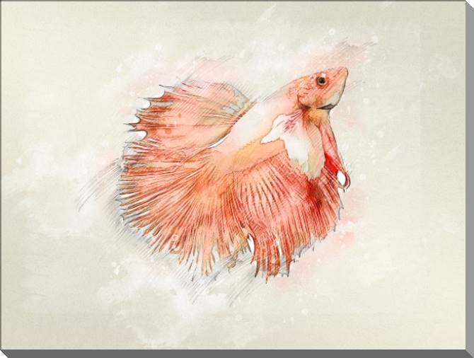 Купить и печать на заказ Картины на пластике, пеноркартоне Бойцовая рыбка