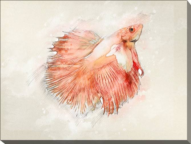 Paintings on canvas Rumble fish