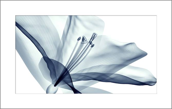 Paintings, photos from Passepartout X-ray flower