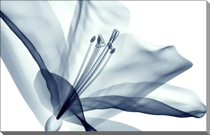 Купить и печать на заказ Картины на пластике, пеноркартоне Рентген цветка