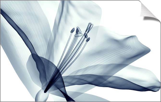 Картины на холсте X-ray flower