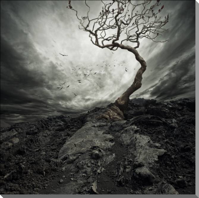 Купить и печать на заказ Картины на пластике, пеноркартоне Одинокое дерево