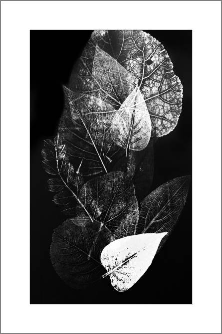 Paintings, photos from Passepartout Monochrome prints of leaves