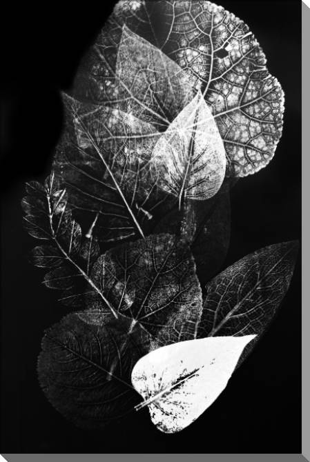 Купить и печать на заказ Картины на пластике, пеноркартоне Монохромные отпечатки листьев