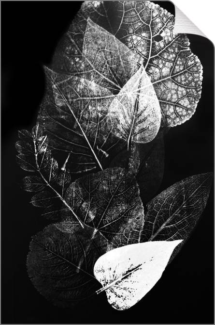Купить и печать на заказ Картины на холсте Монохромные отпечатки листьев