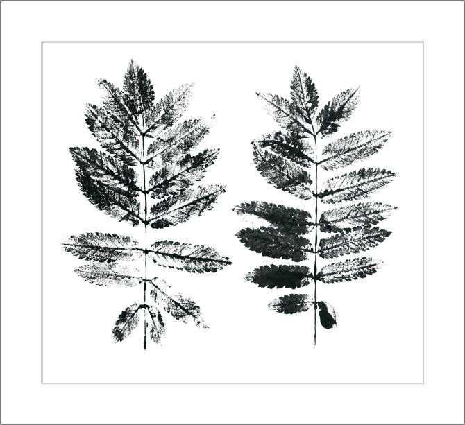 Paintings, photos from Passepartout Prints of leaves on white background