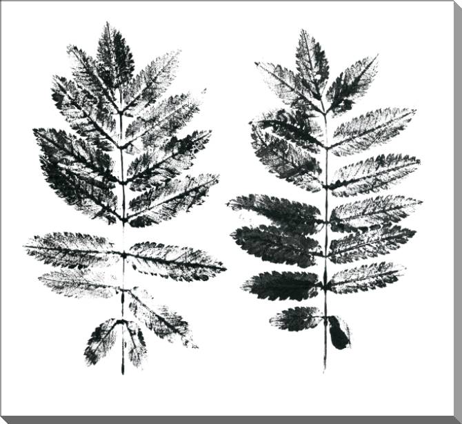 Купить и печать на заказ Картины на пластике, пеноркартоне Отпечатки листьев на белом фоне