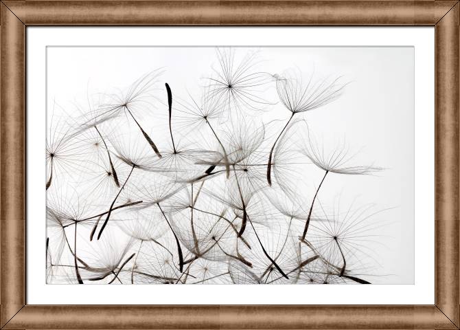 Paintings on canvas Dandelion seeds