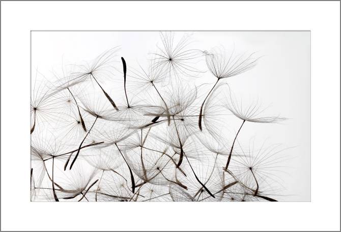 Paintings, photos from Passepartout Dandelion seeds
