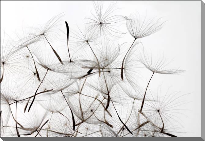 Купить и печать на заказ Картины на пластике, пеноркартоне Семена одуванчика