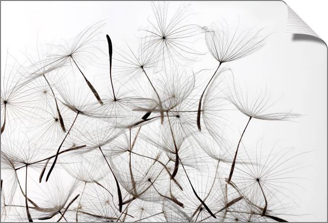 Купить и печать на заказ Картины на холсте Семена одуванчика