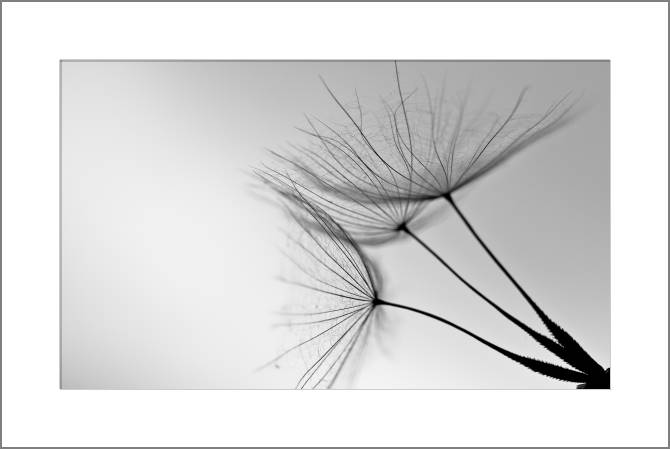 Paintings, photos from Passepartout Dandelion on gray background